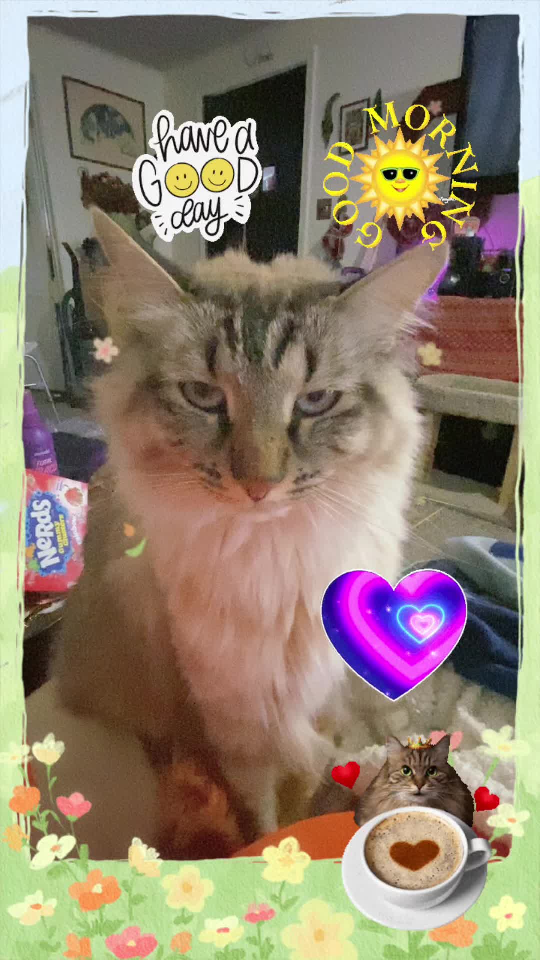 @🐈&zwj;⬛🐈Shelby🐈