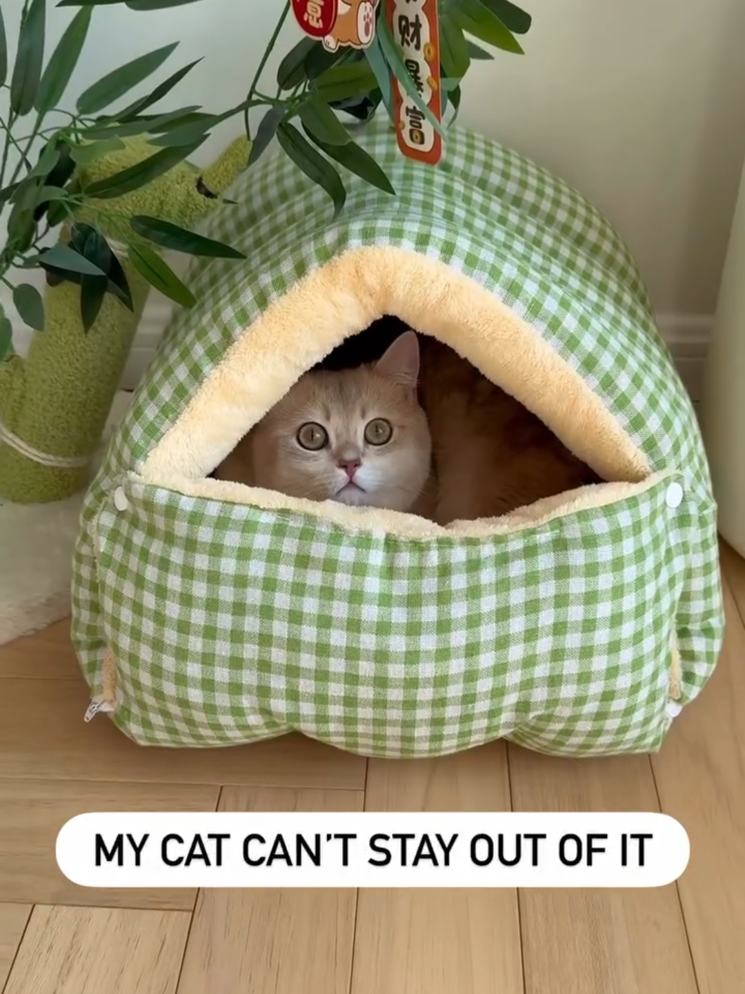 @Chonky World Of Cats