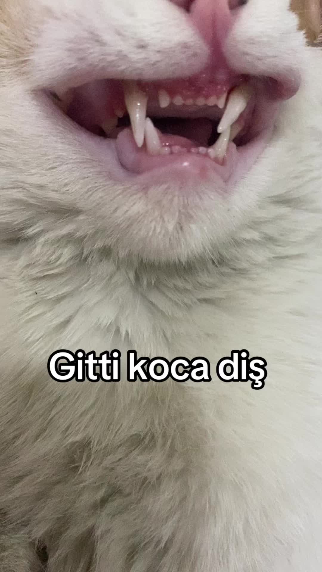 @yudummz_