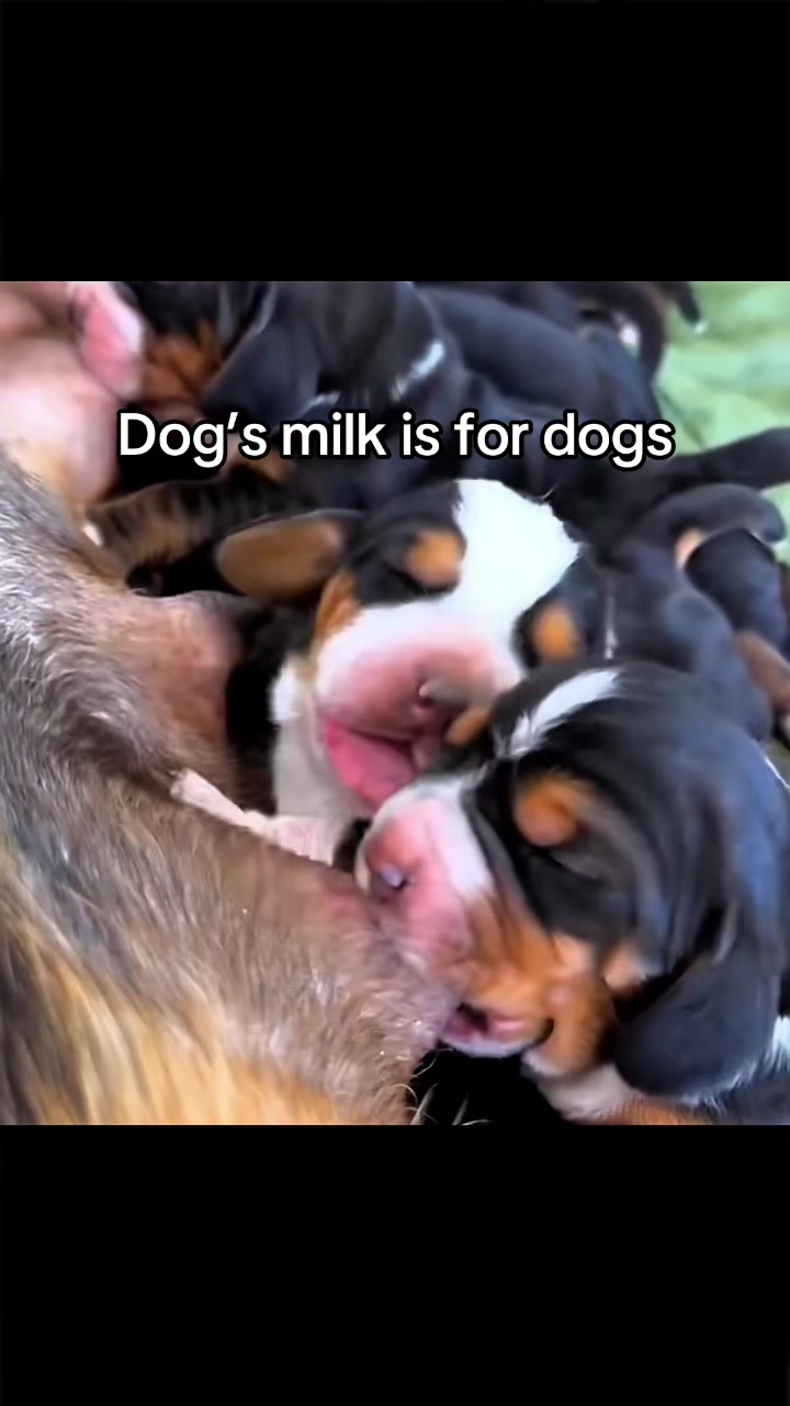 @Meat Sucks