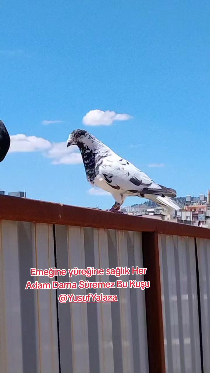 @&Ccedil;İLOĞLU KLASİĞİ