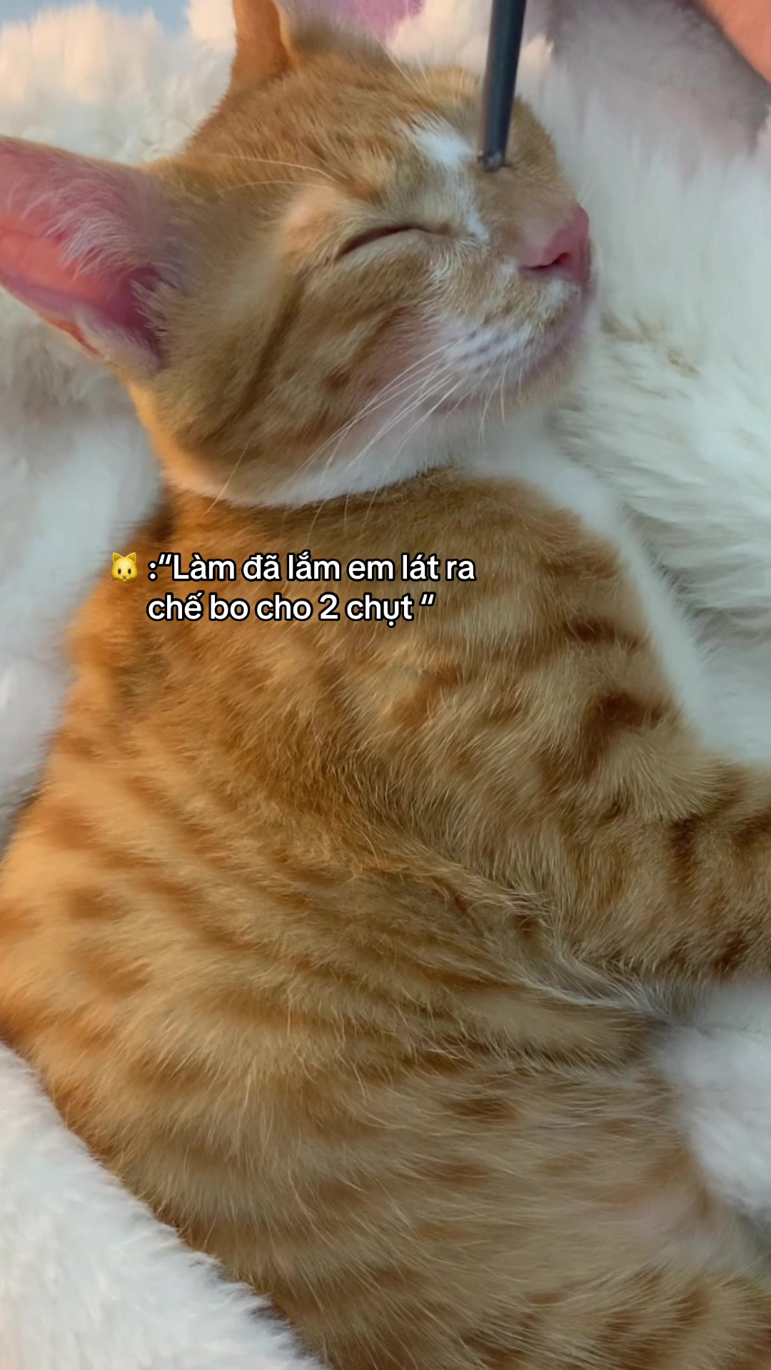 @Trú mèo tên mimi