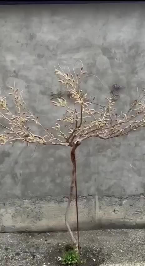 @ЦВЕТОЧНИЦА 𝕽𝖞𝖟𝖎𝖓𝖆