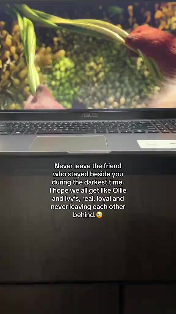 @Bani Bogati