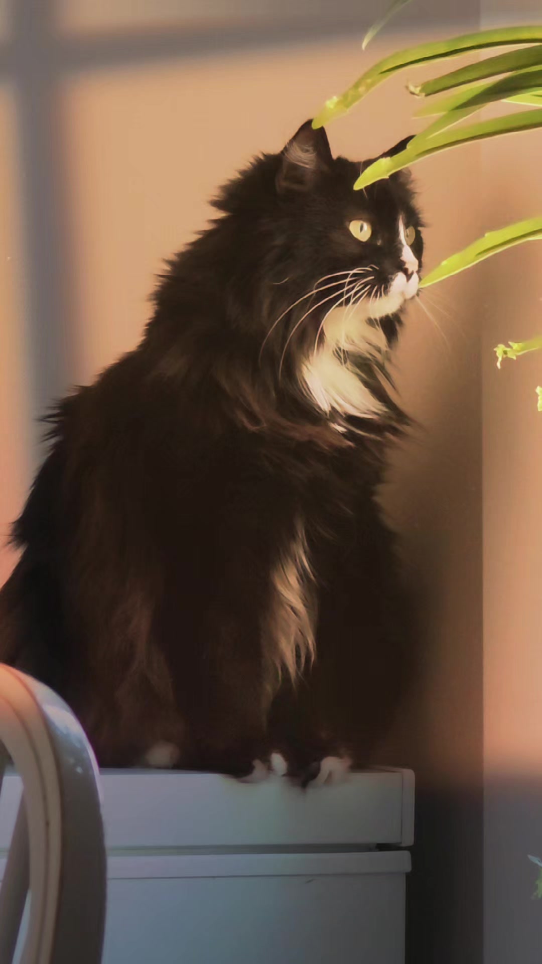 @AtticaTheTuxedoCat
