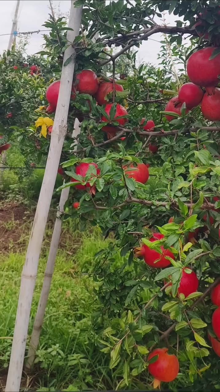 @Zortrax Agriculture Inc