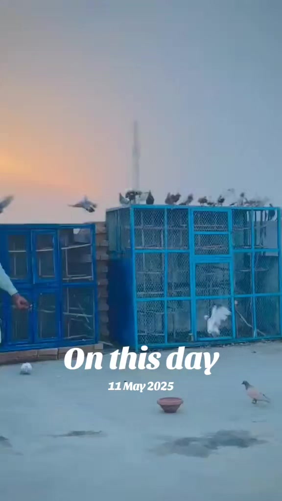 @عدیل رحمن لیہ وال کبوتر باز