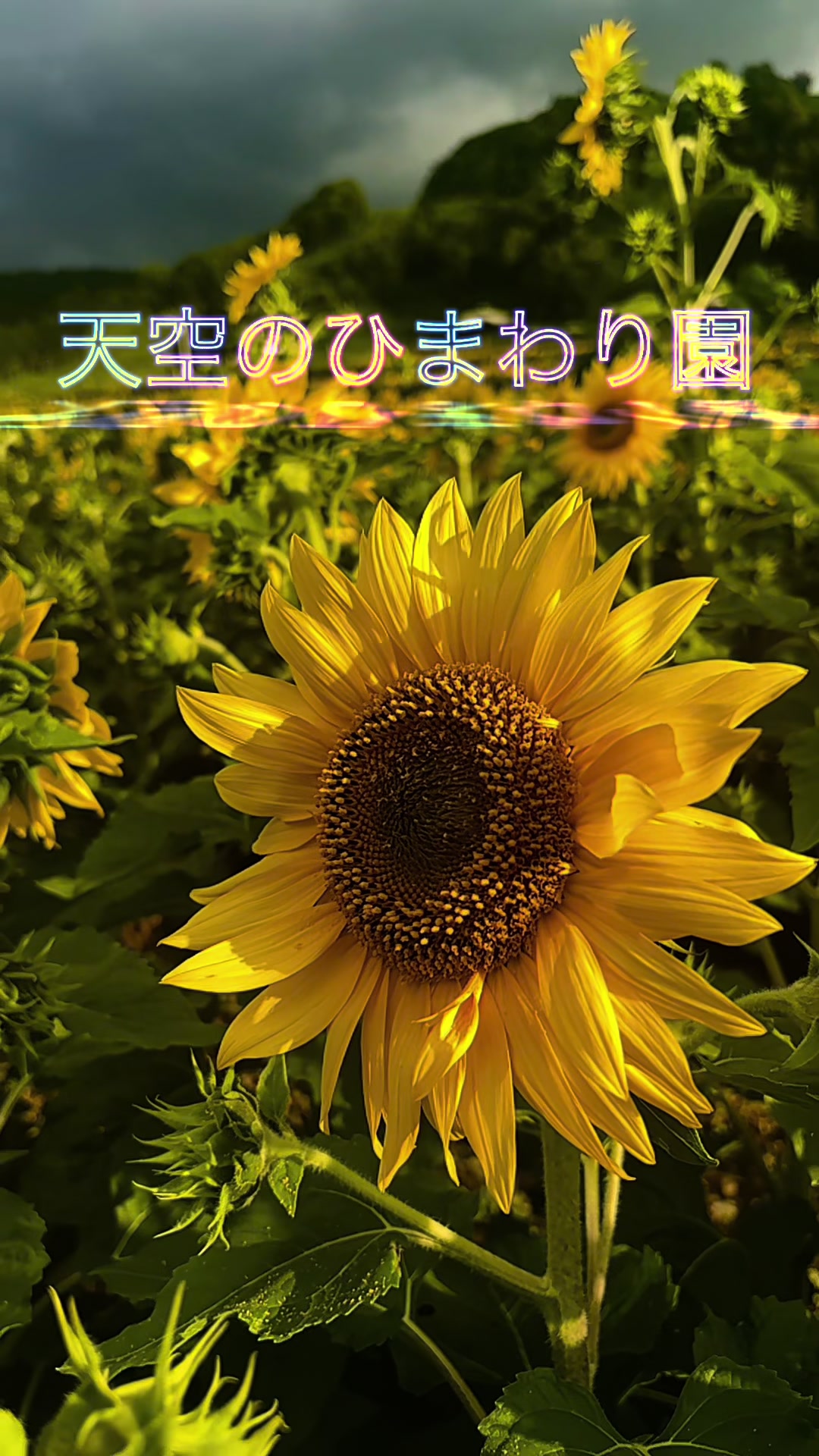 @ぱぴぷり
