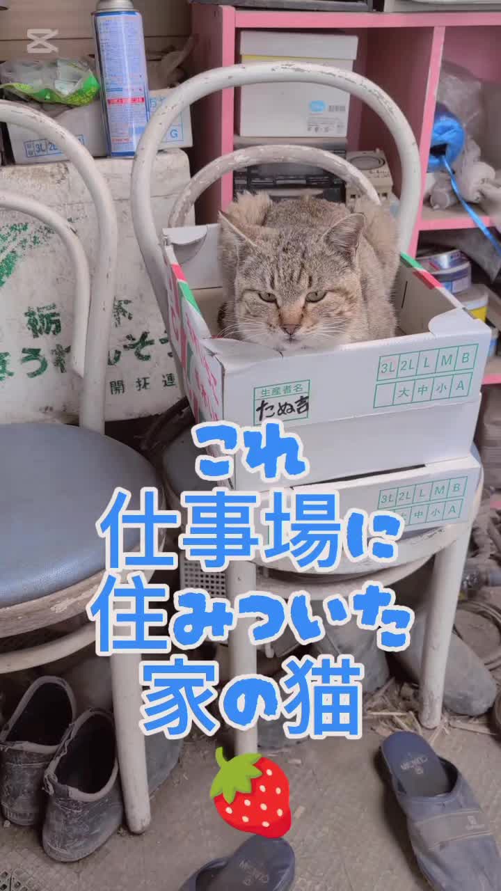 @仕事場に住みついた猫(´(ｪ)｀）