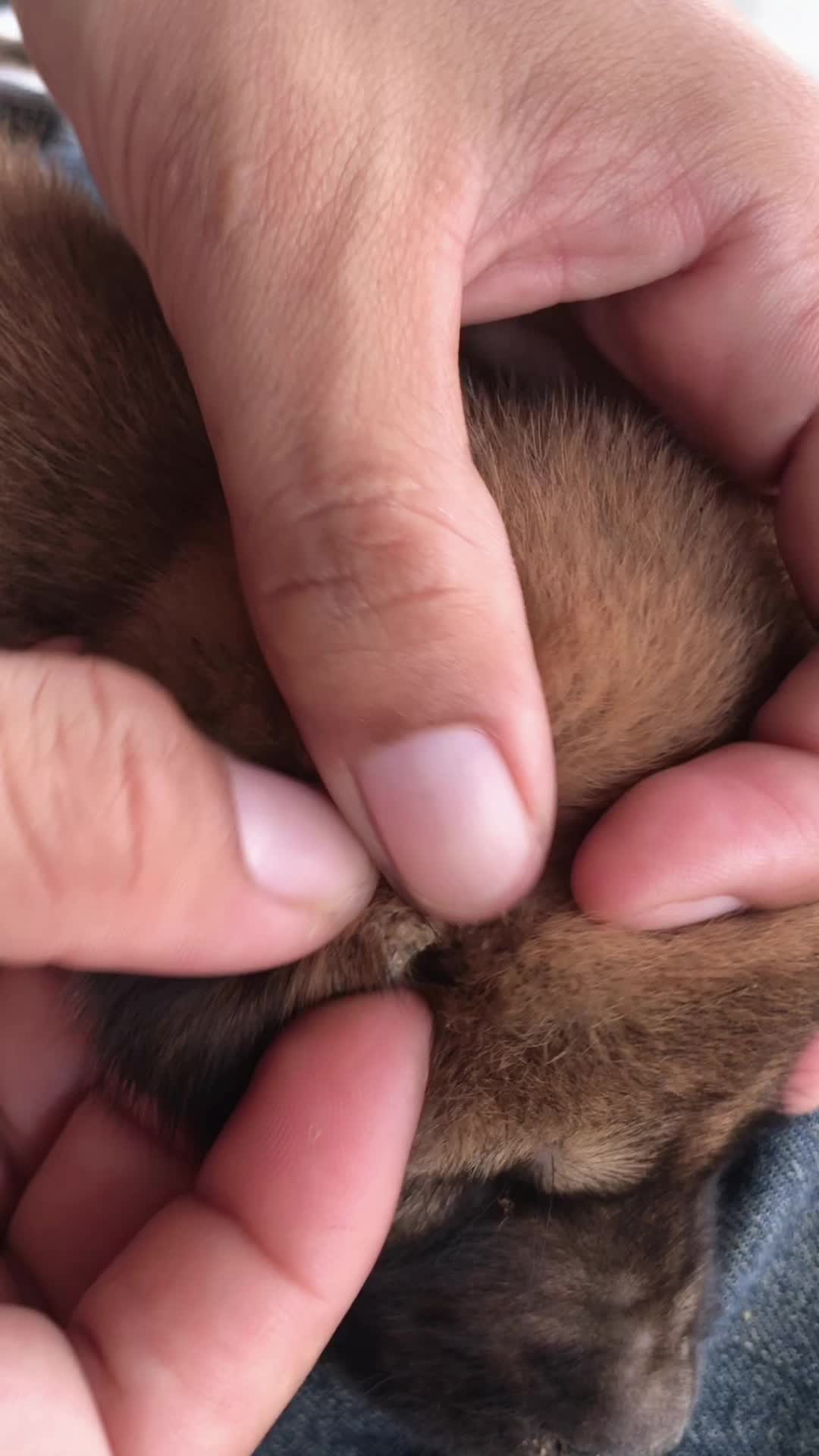 @lice puppy lovers
