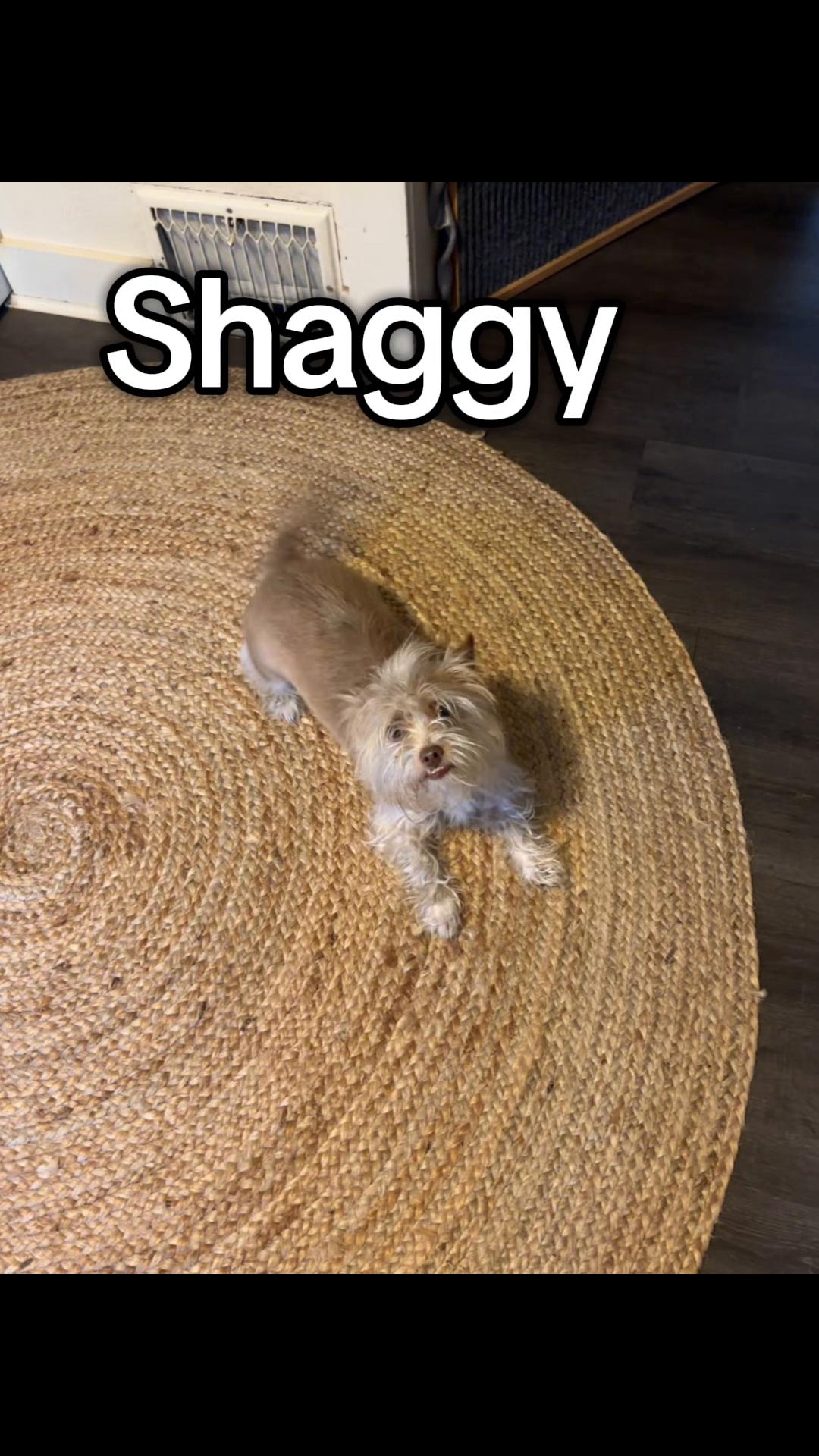 @LittleDog&Bogie