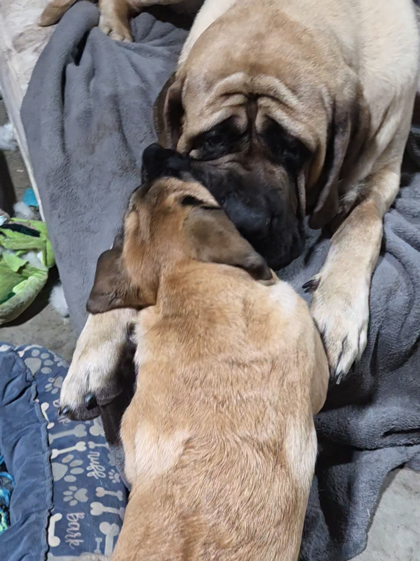 @Maple Mastiffs