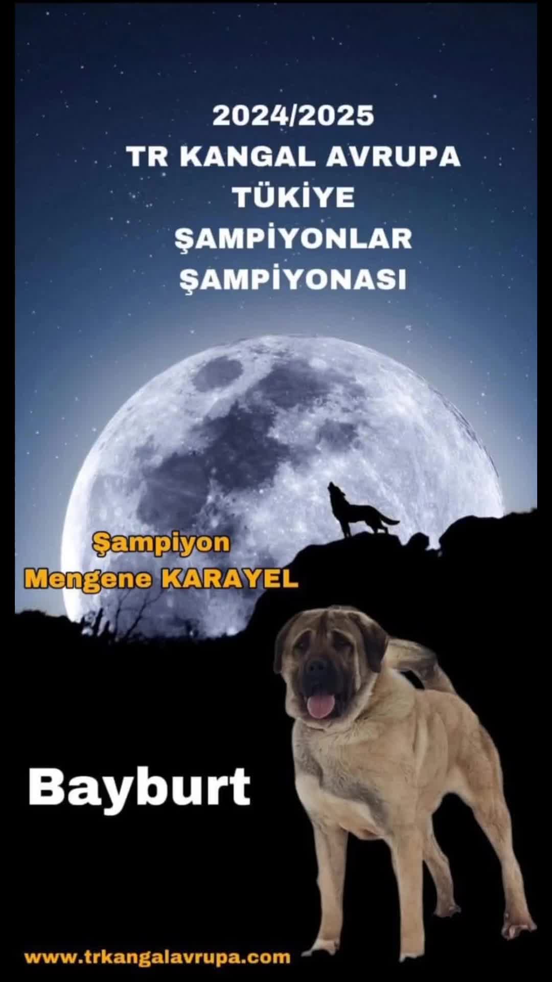 @ANADOLU ASLANLARI