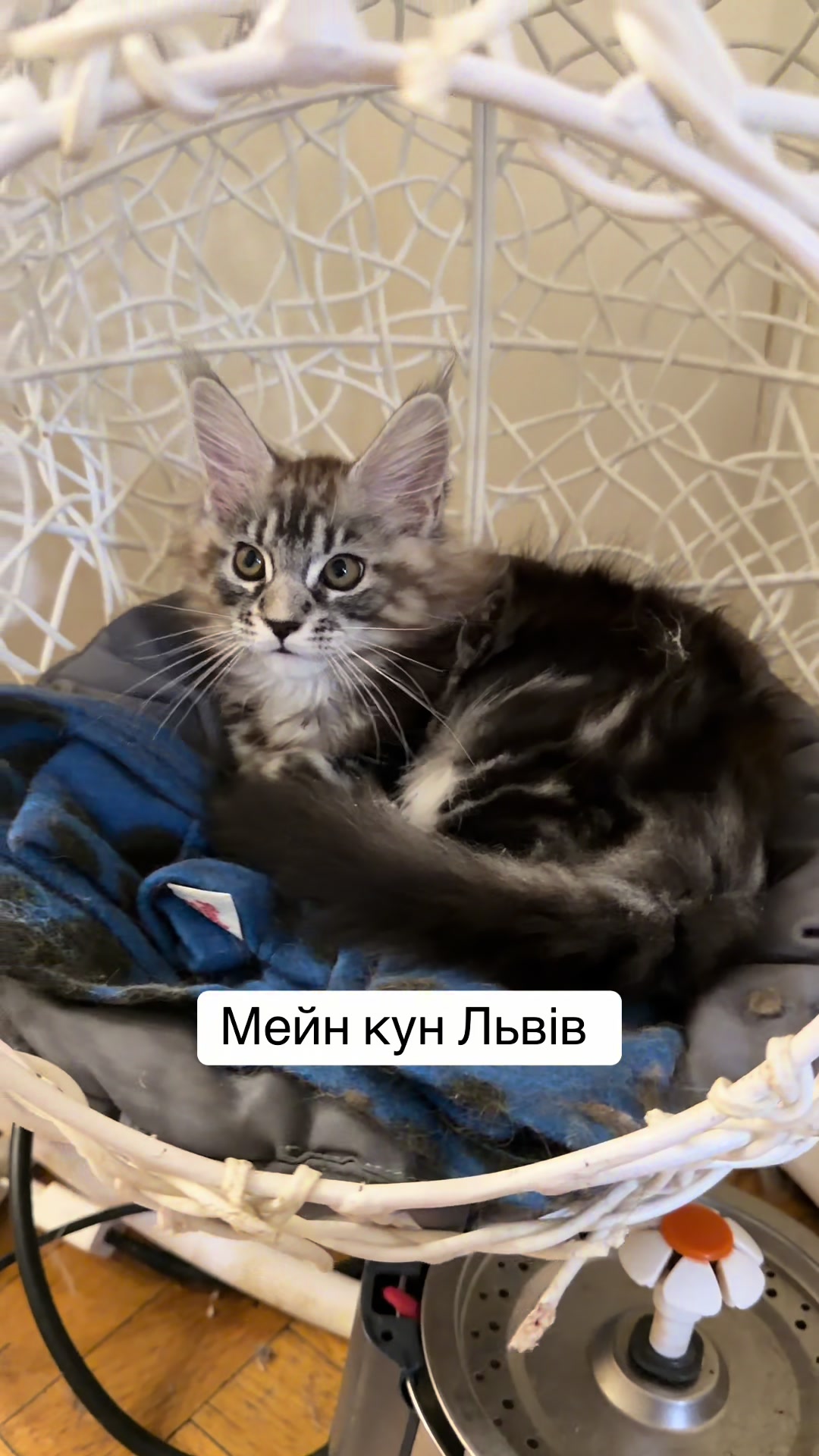 @PARAKENTOS*UA Maine coon