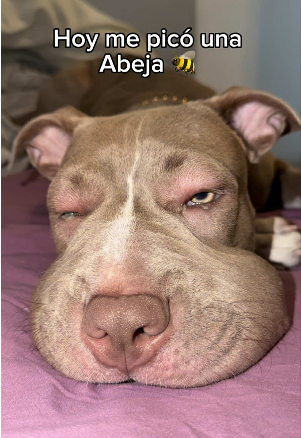@Thor El Pitbull