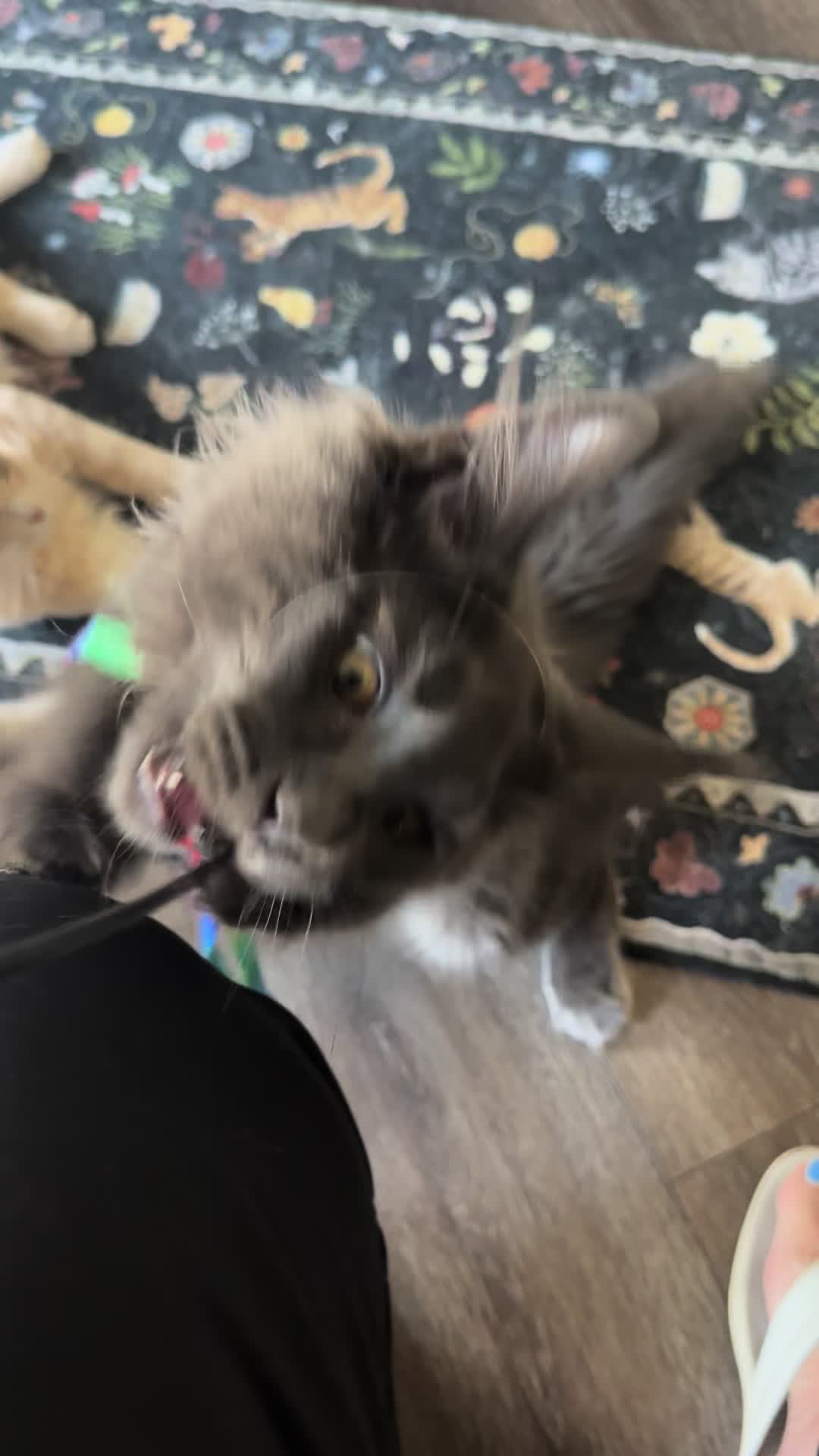 @StarKingdomMaineCoons