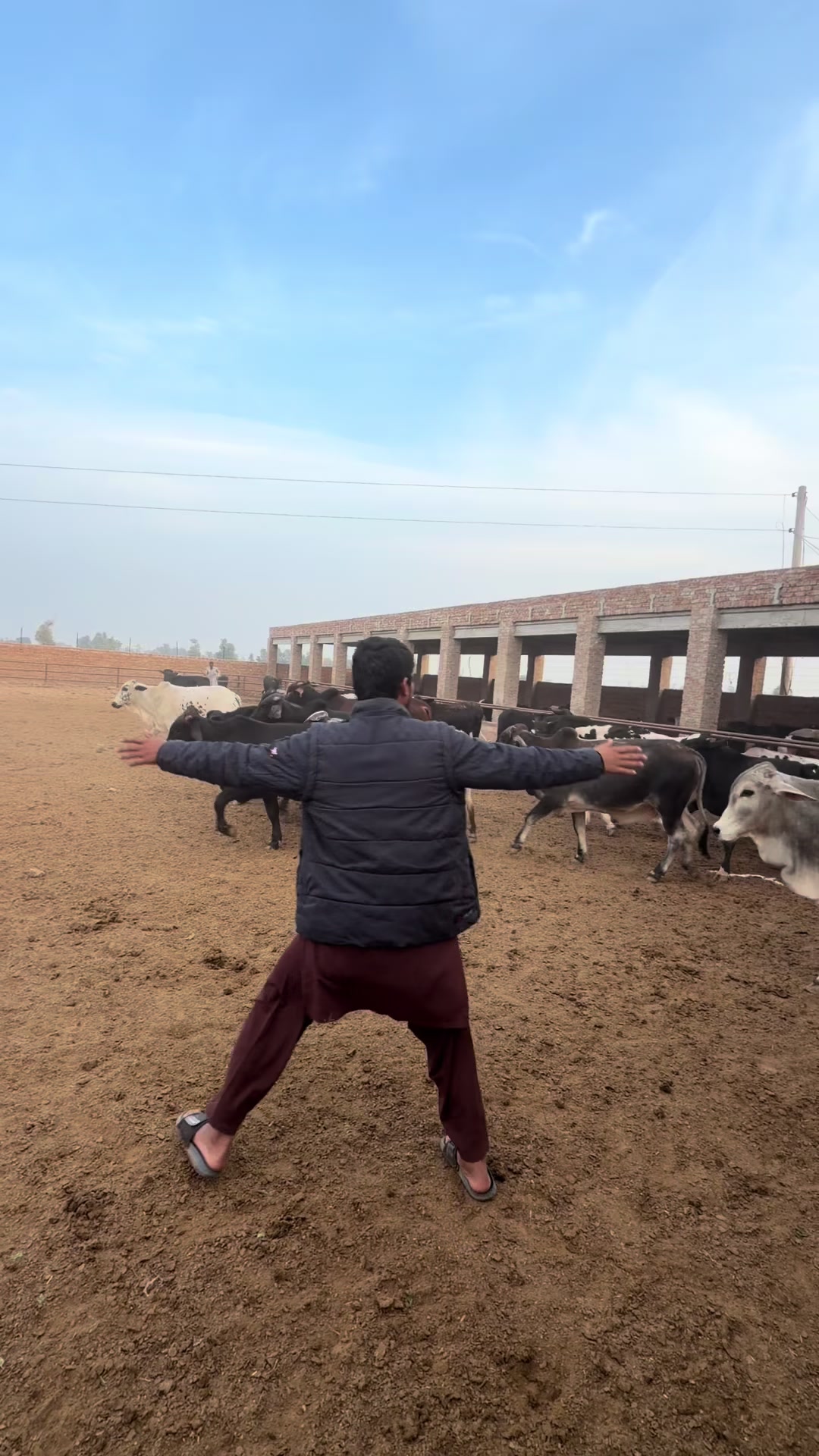 @Malik Dairy Farm 265HR