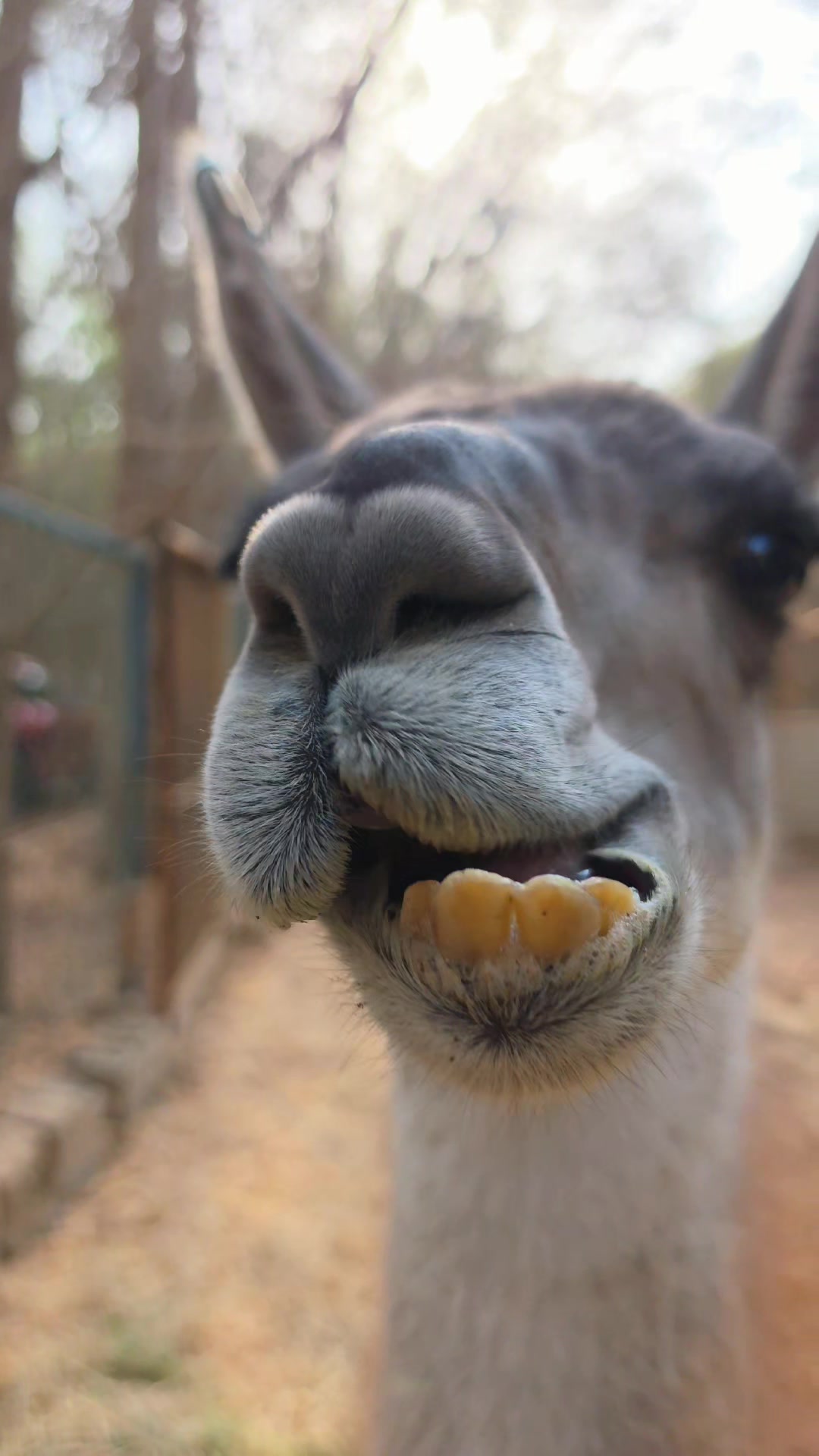 @funny:)animalsbytwins