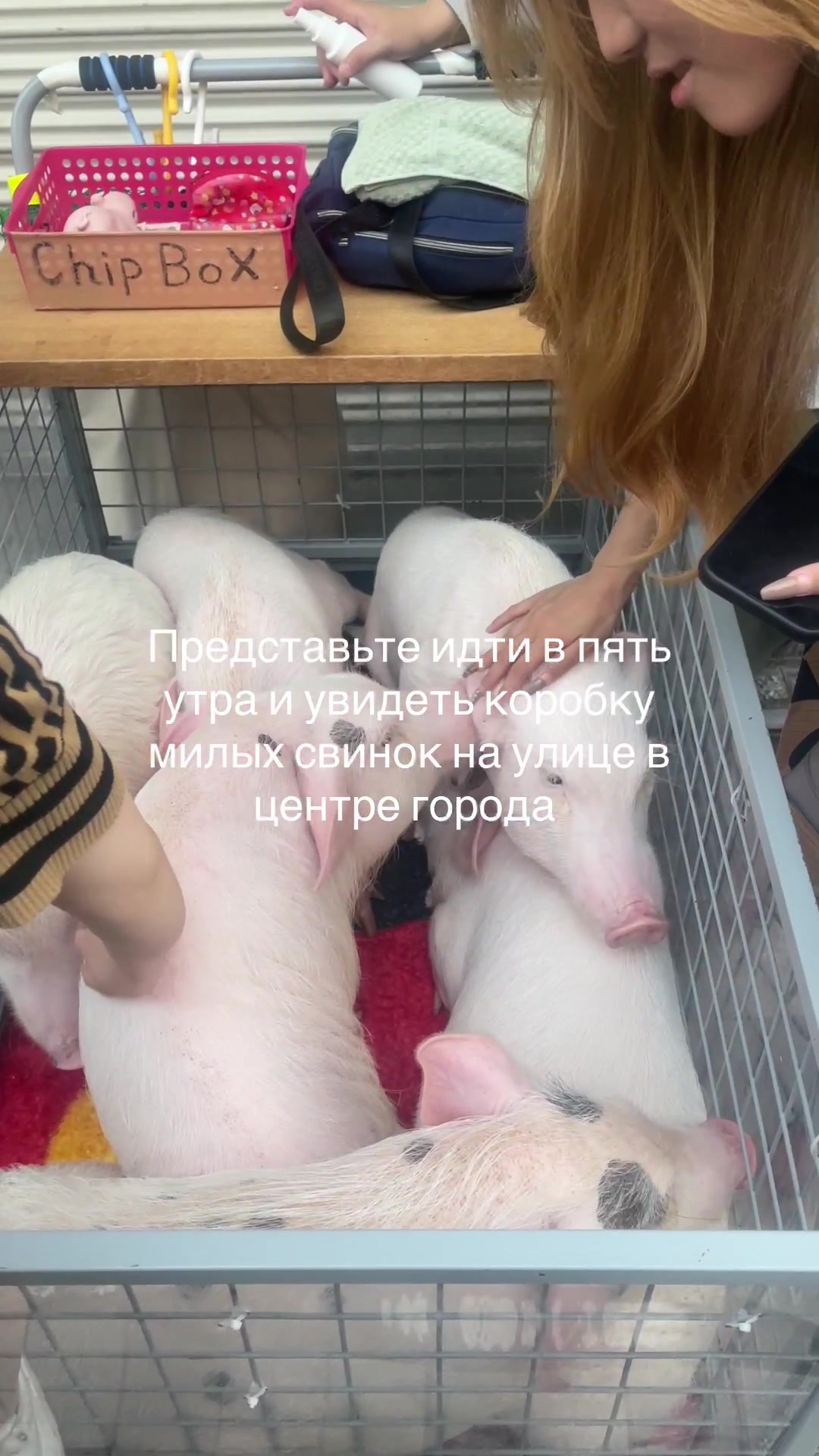 @Vysotskaya🐾