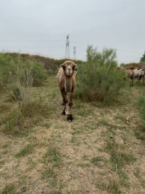@Gislason Camel