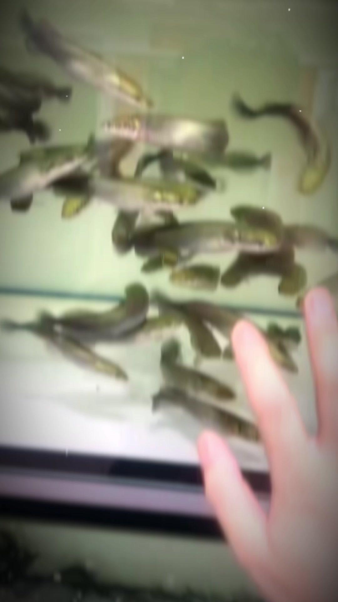 @網上看魚