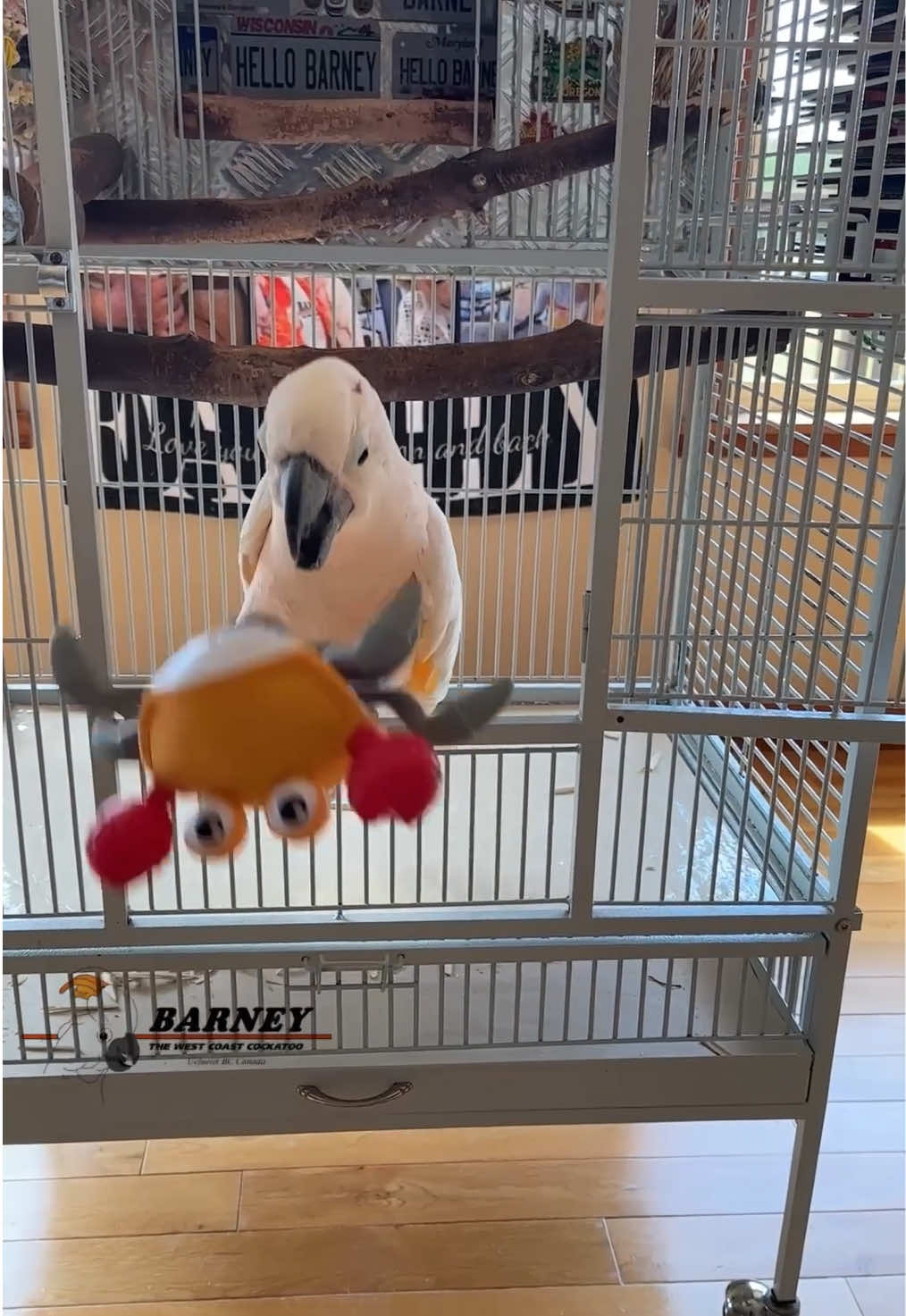 @Barney the West Coast Cockatoo