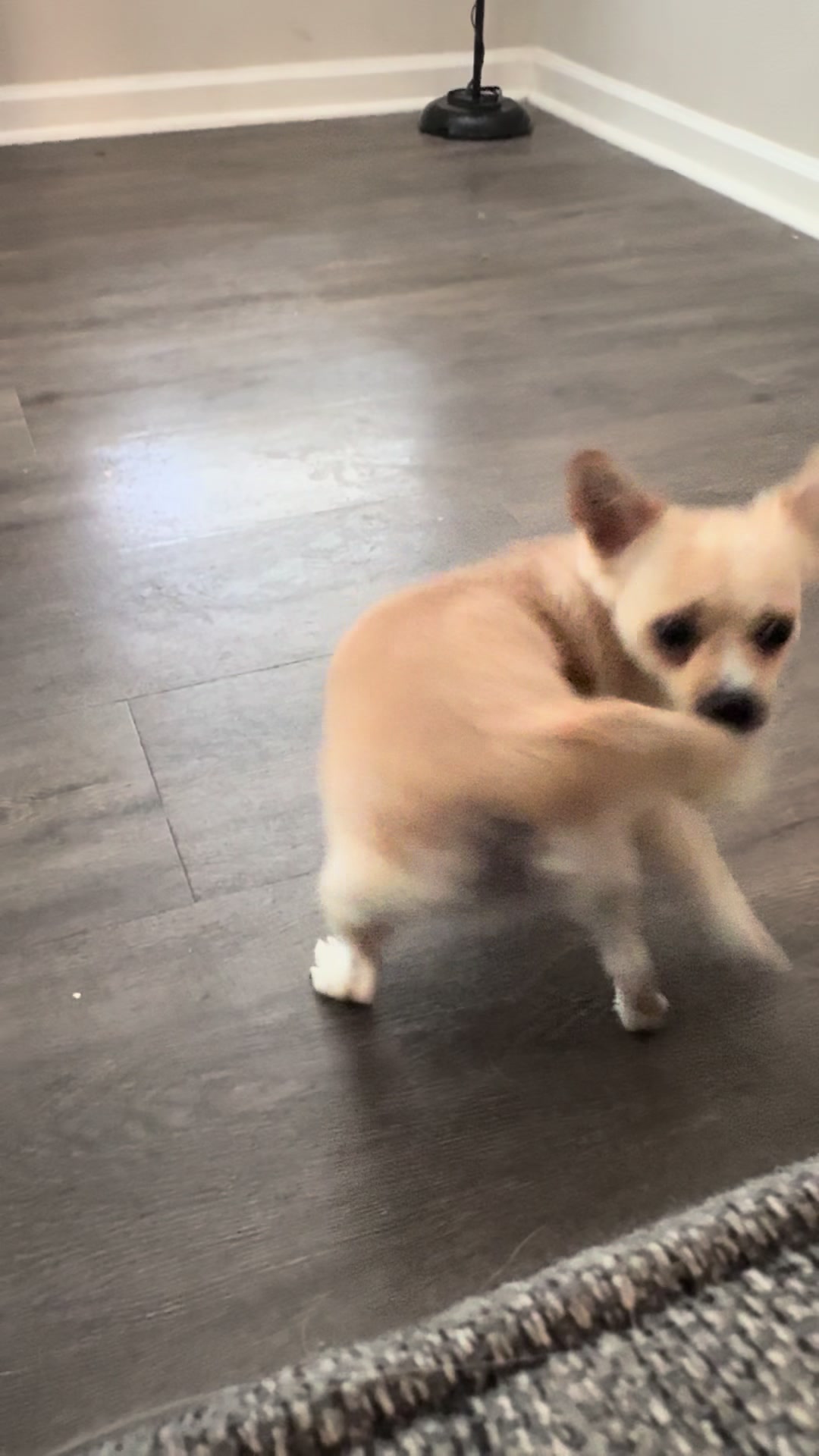 @🐕🐾MayaTheChihuahua🐾🐕
