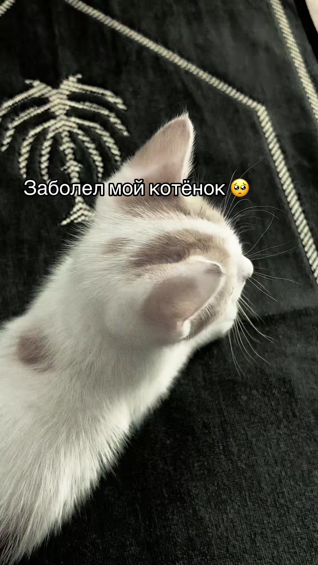 @𝐃𝐈𝐀𝐌𝐎𝐍𝐃