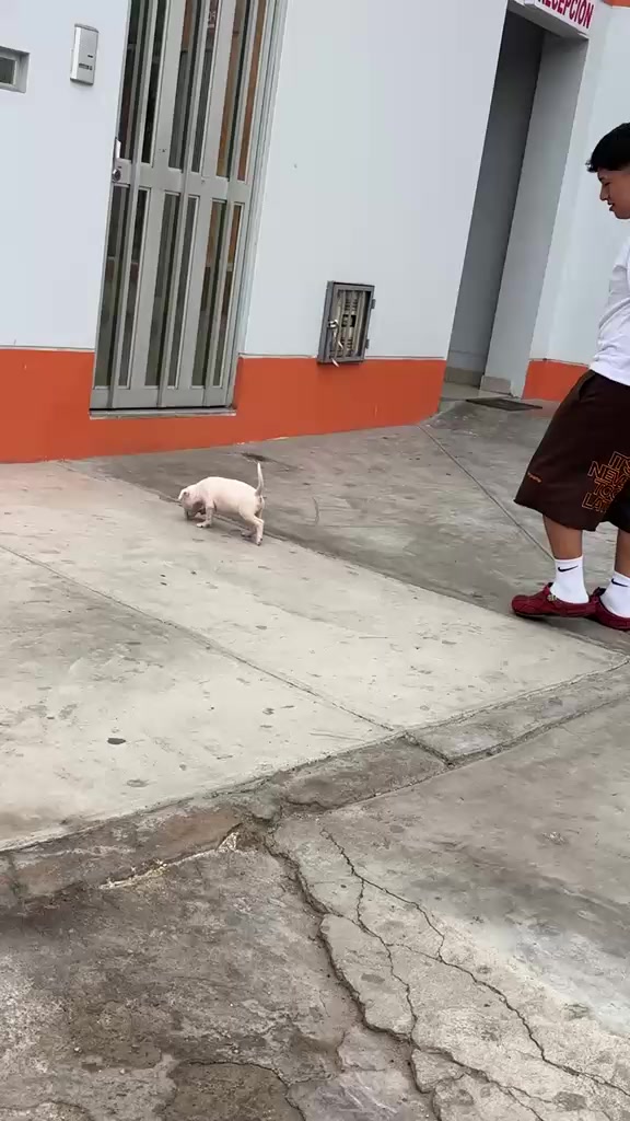 @Dana_clips🐶💚💙