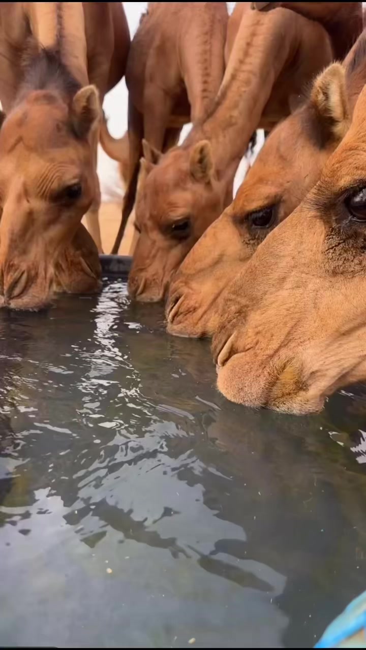 @أبــو أريـــس
