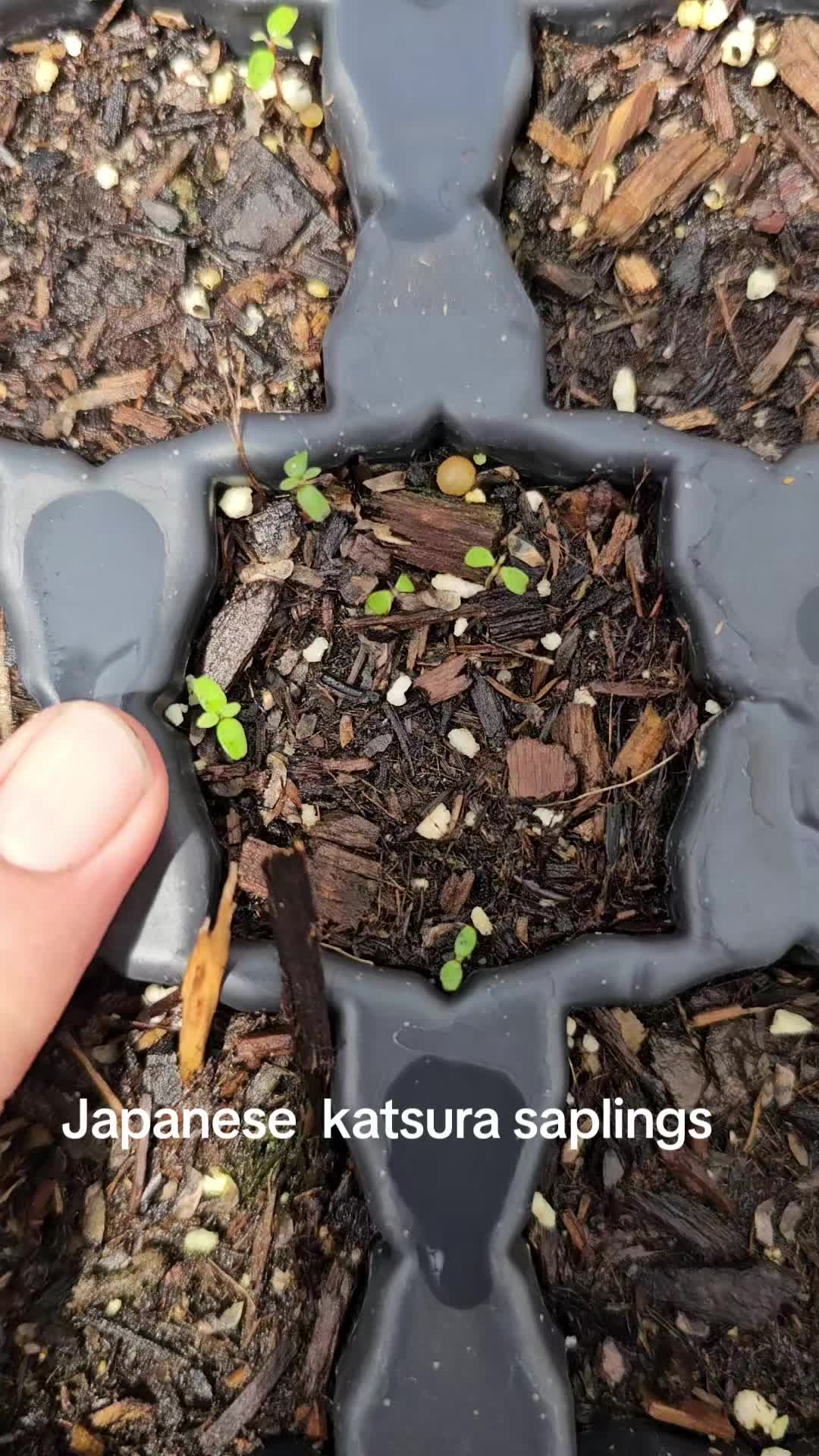 @North County Bonsai