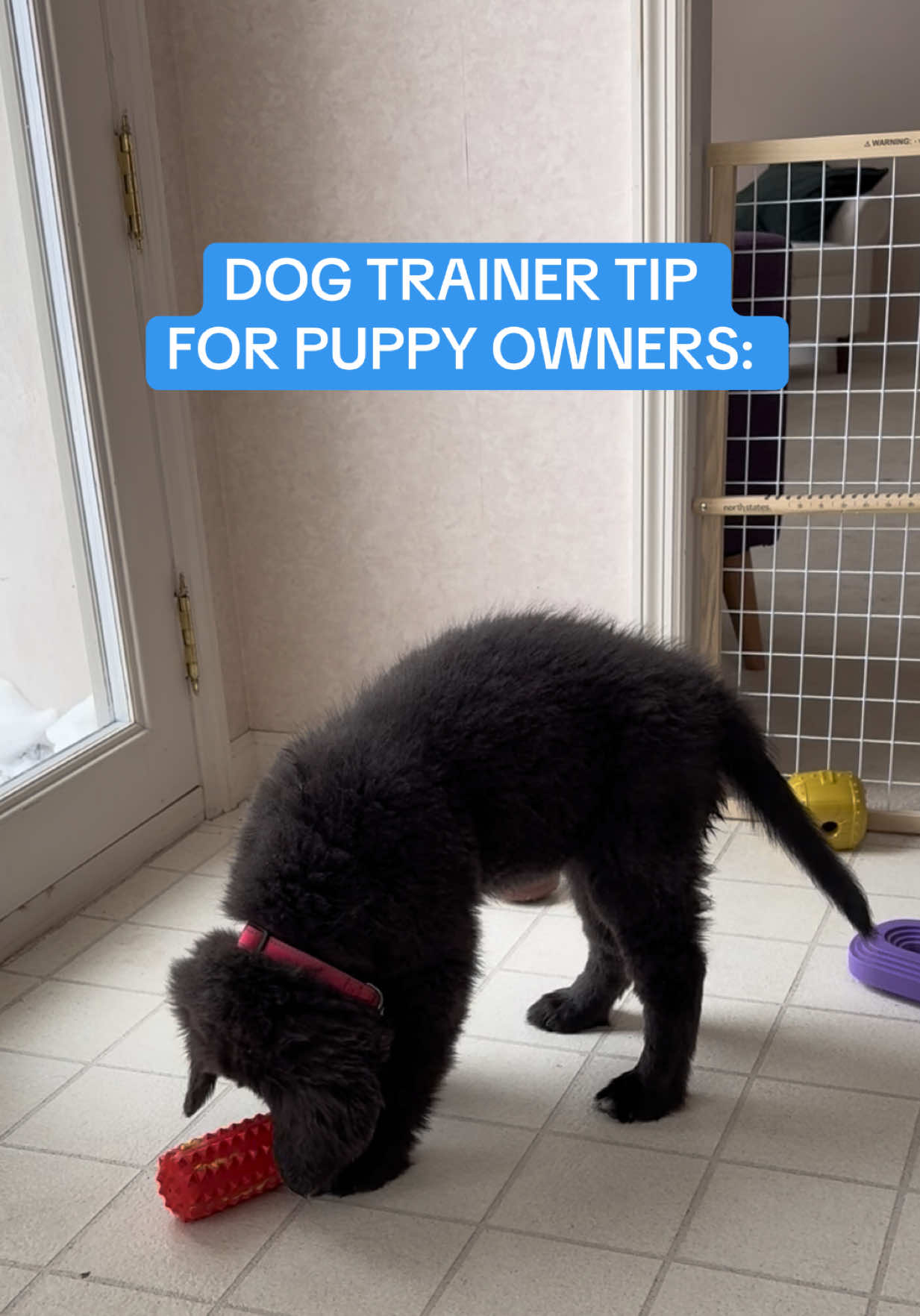 @Exploring K9 Training