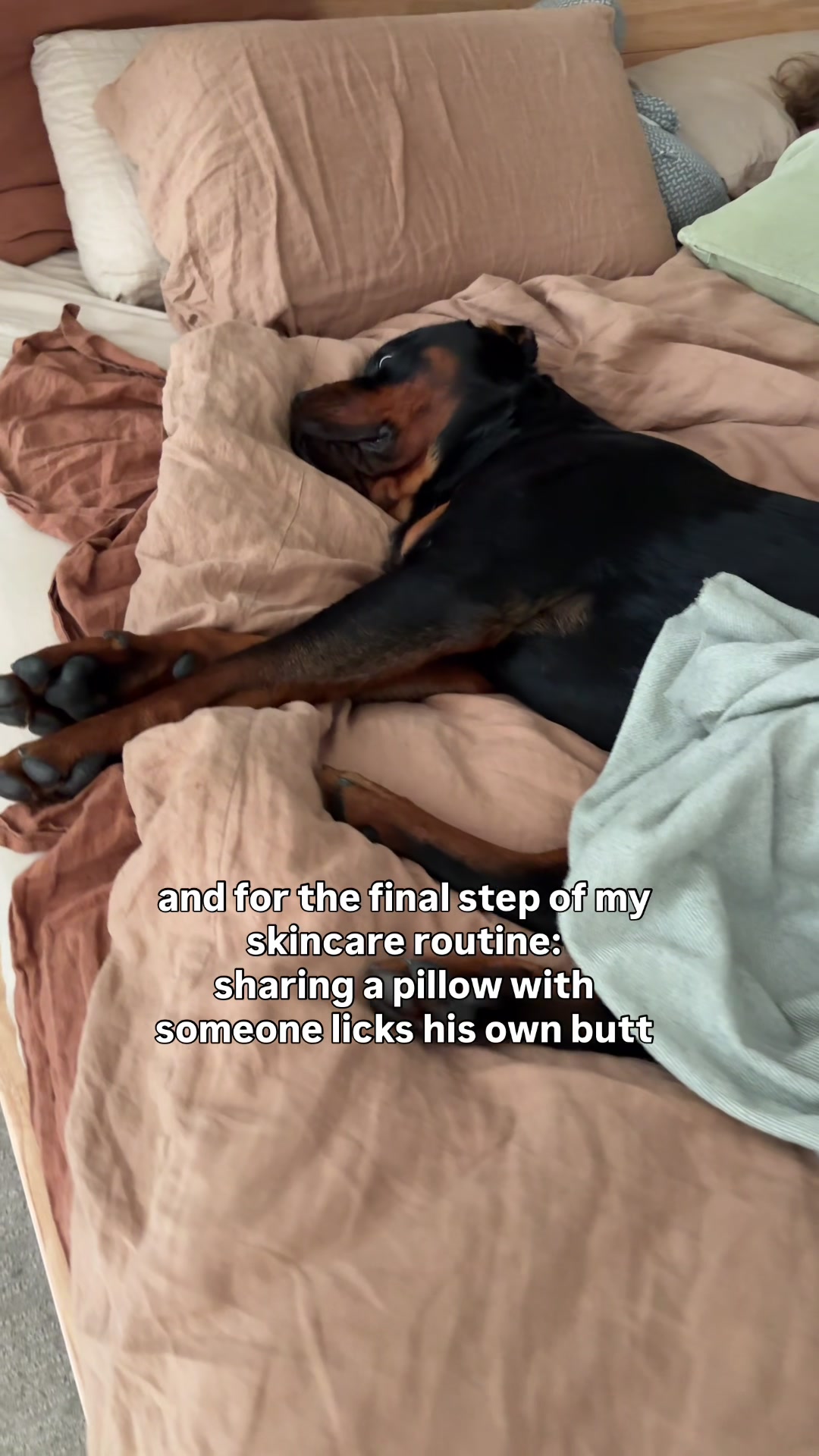 @Rex the Rottweiler