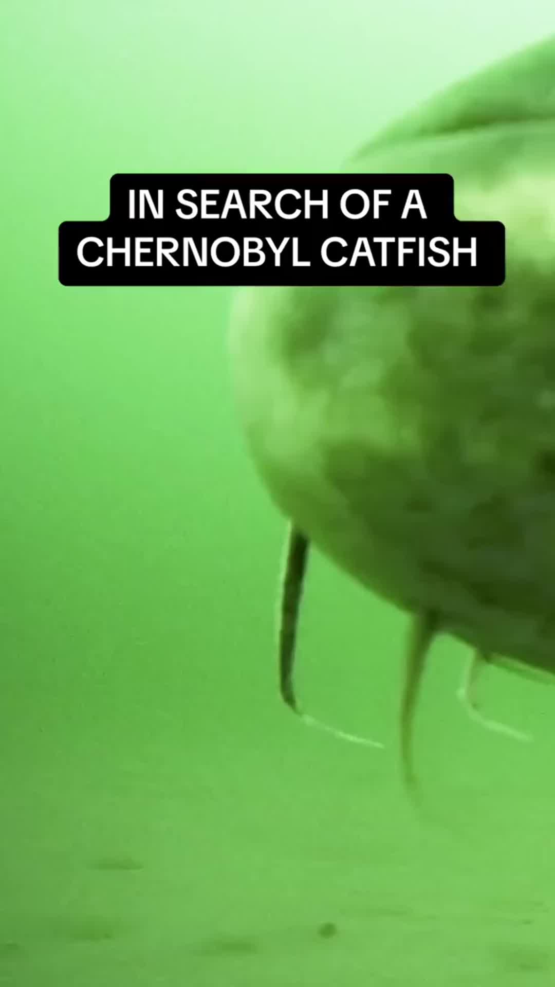 @Lunkerville
