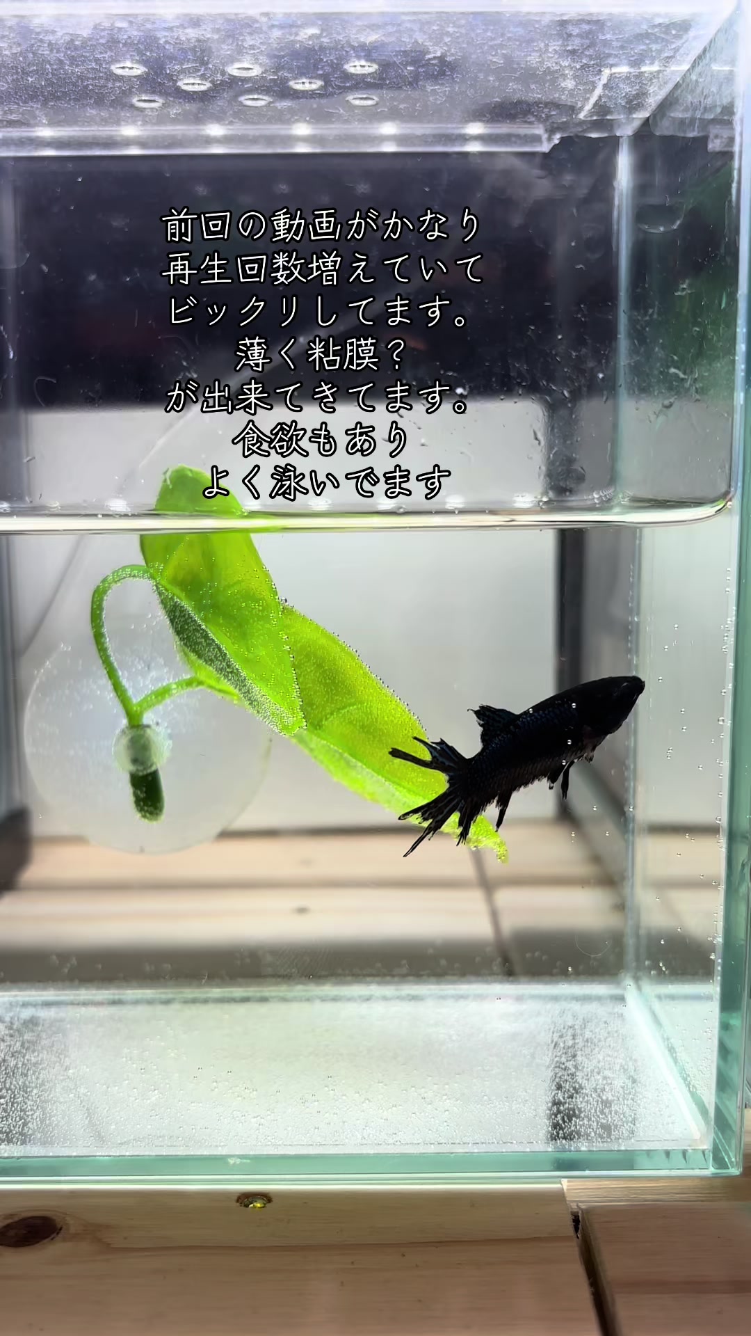 @ちあ🐠🫧