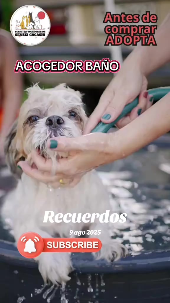 @Perritos Voladores