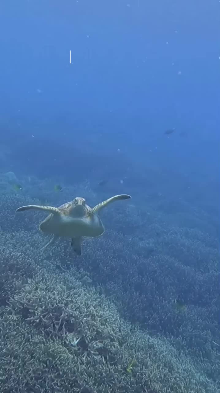 @Scuba Diving with Ara