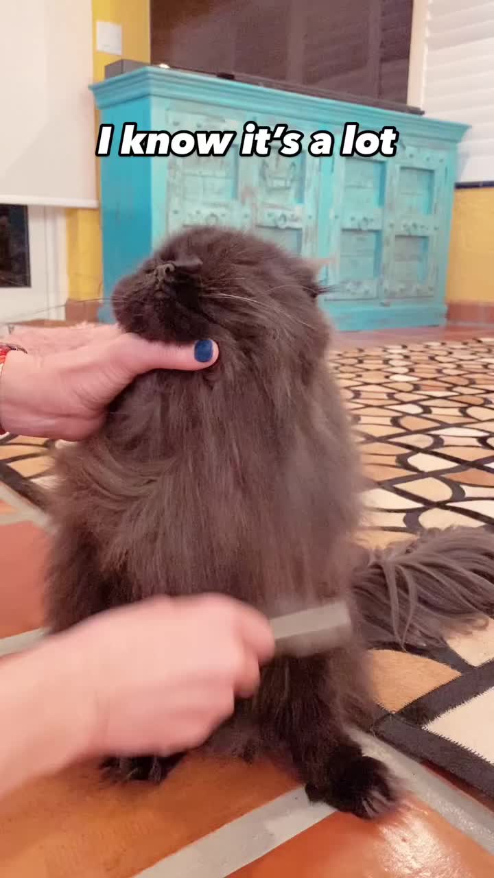 @Seamus the Scottish Fold