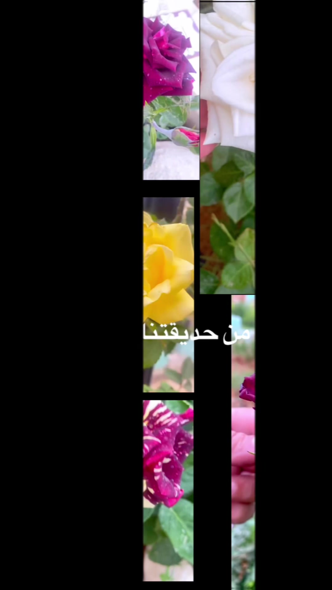@توته ملتوته🍓☺️✌️