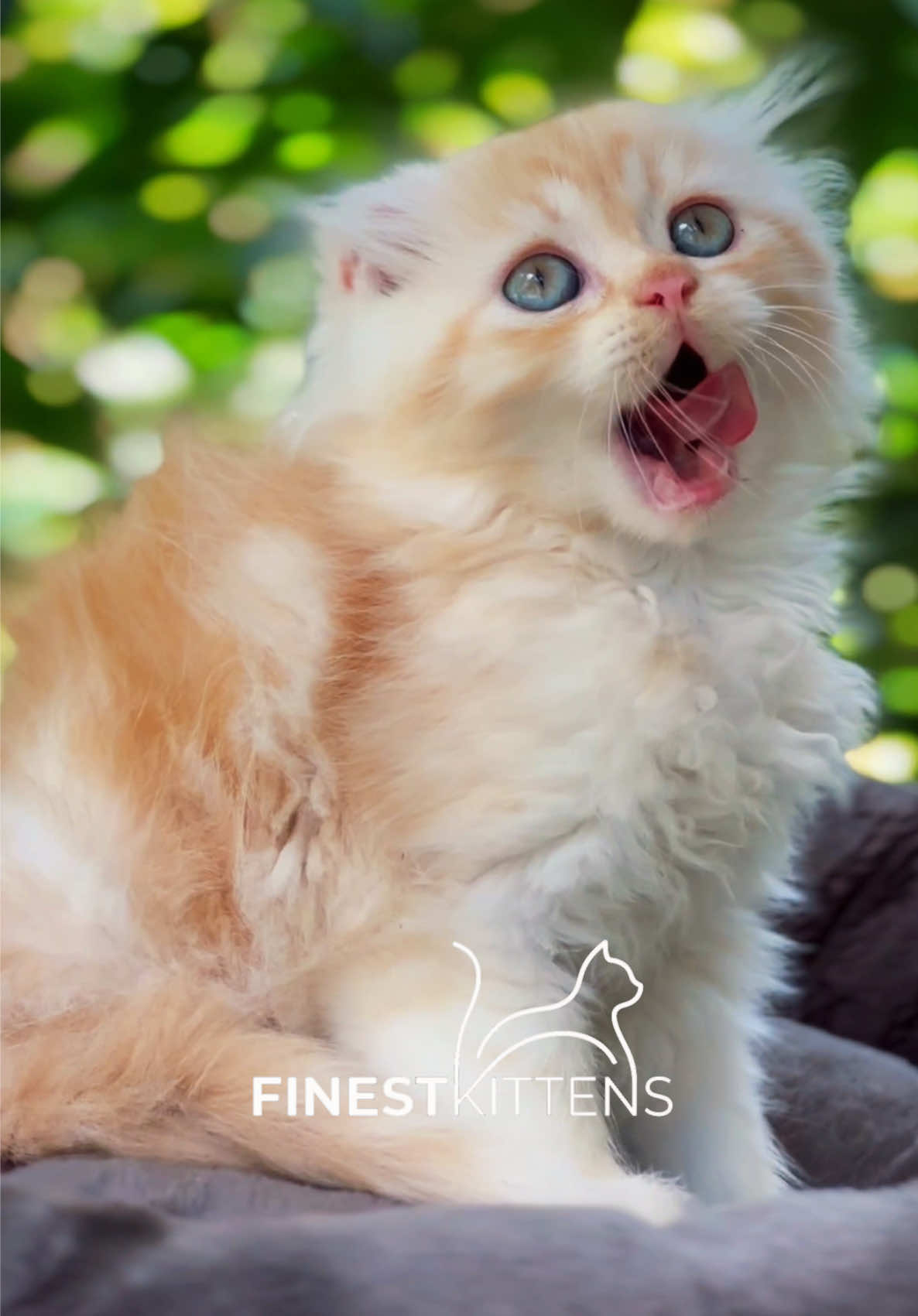 @FinestKittens