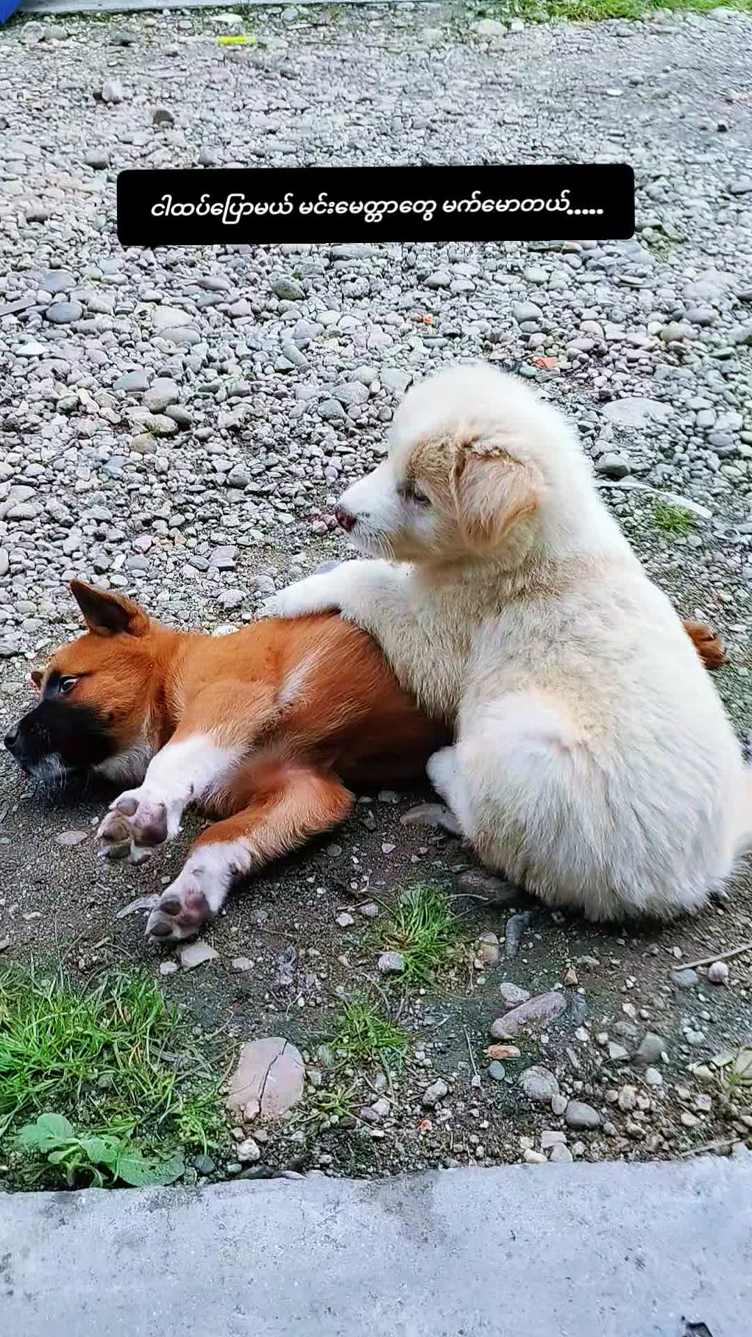 @♎Nhkum Htoi San Nu Awng(Masha)