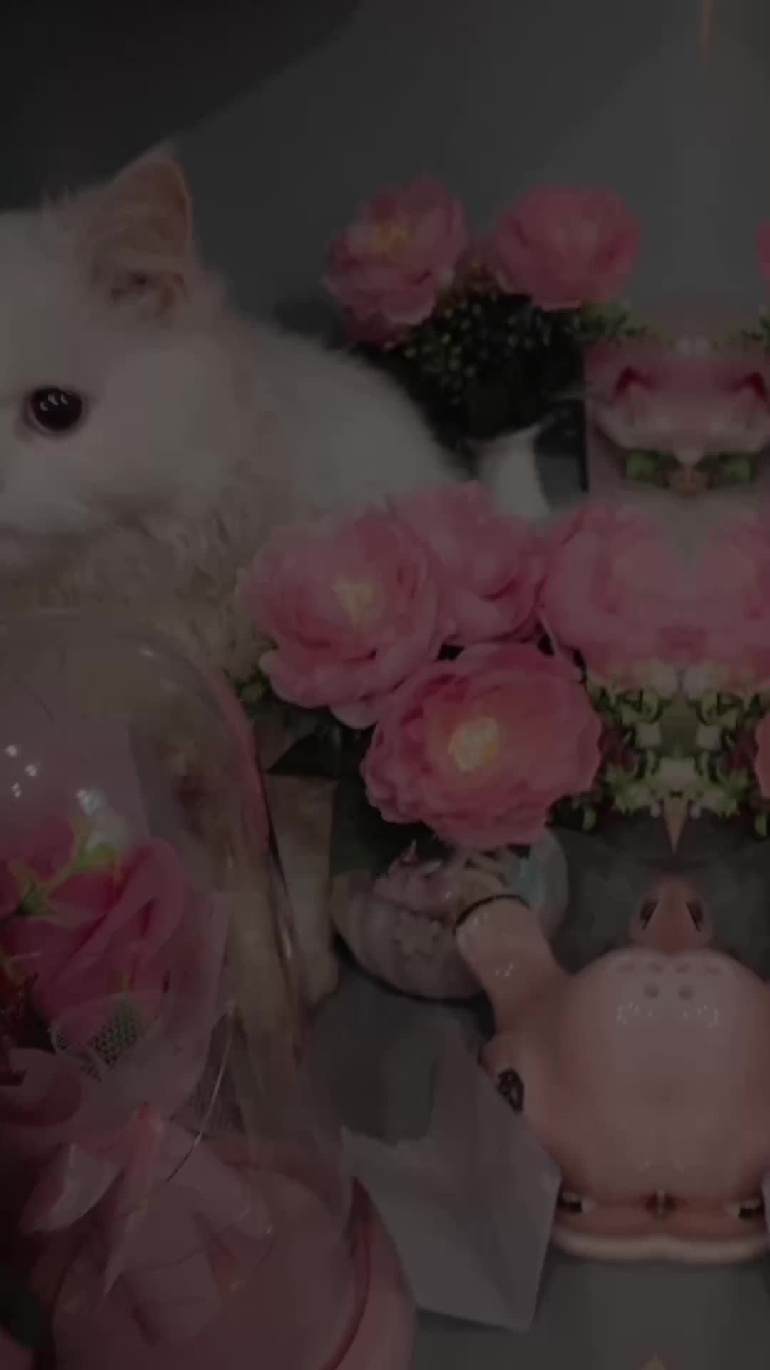 @C̆a𝔱𝔰 𝔴𝔦𝔱𝔥 N̆̈𝔬𝔬r̆̈❤️