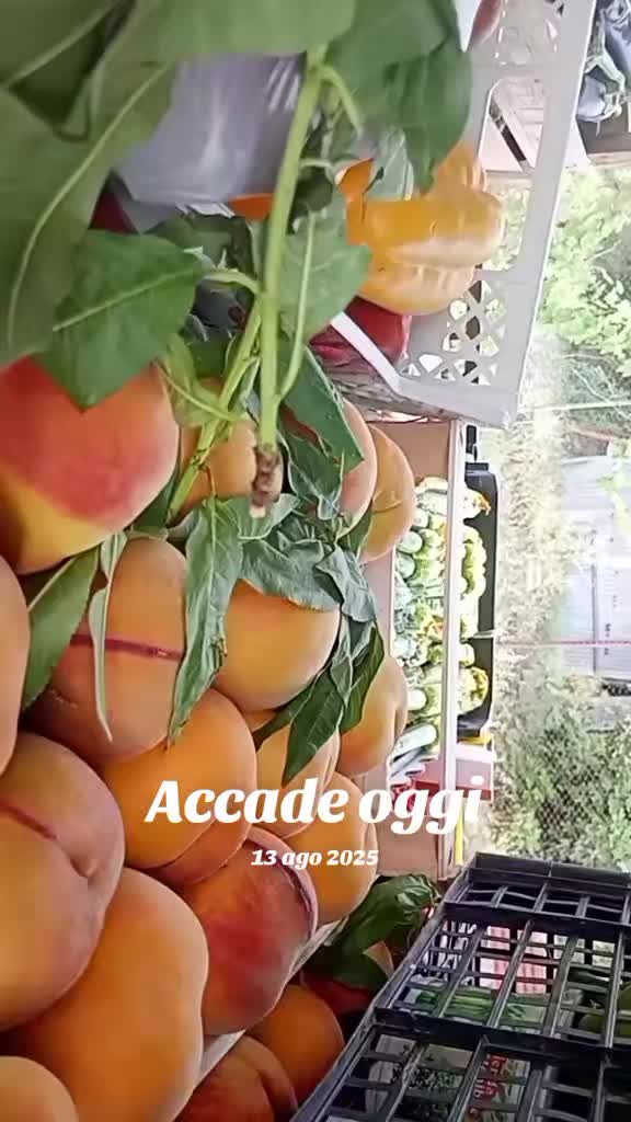 @Paolosavanelli0