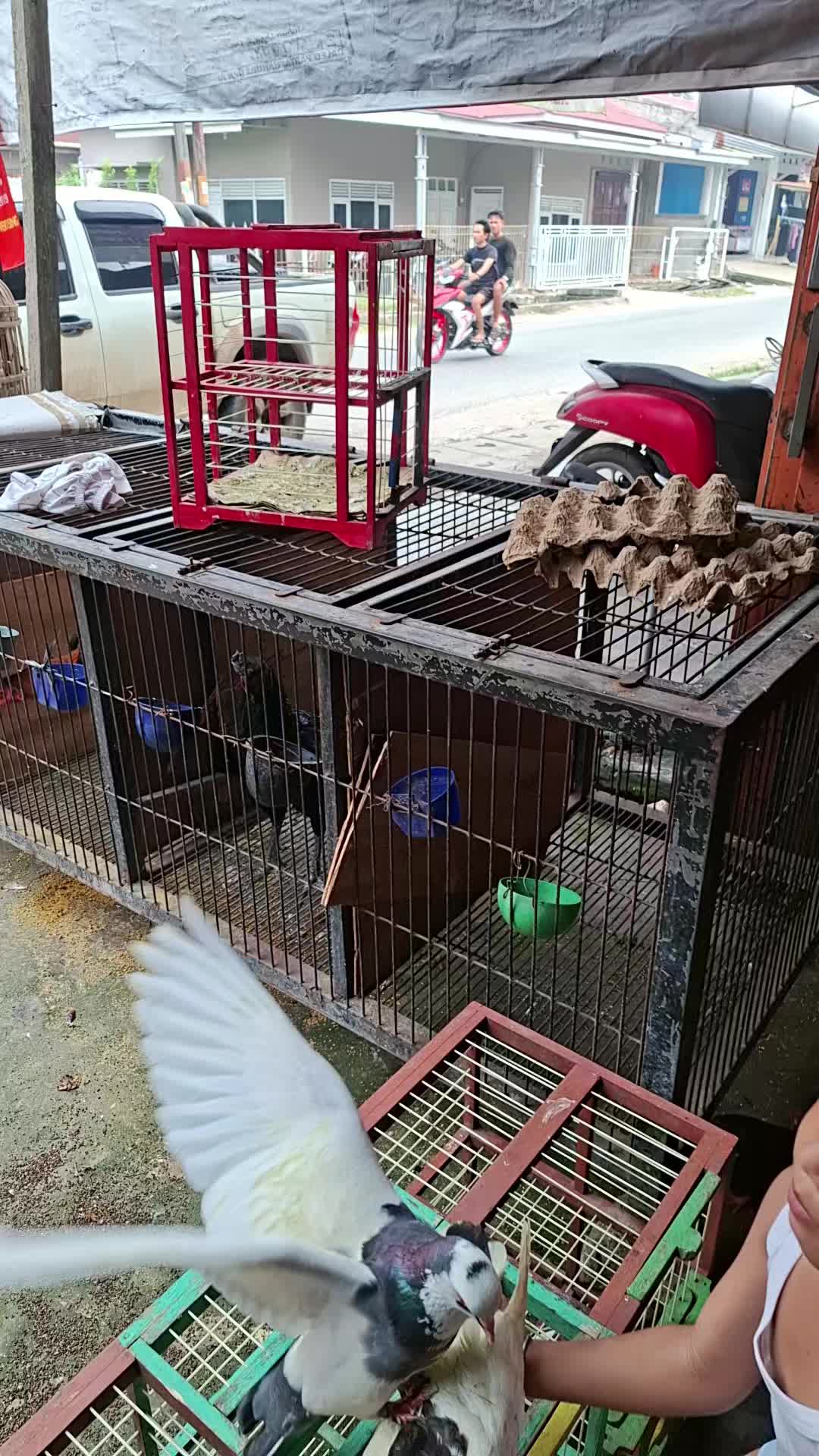 @Naga jaya