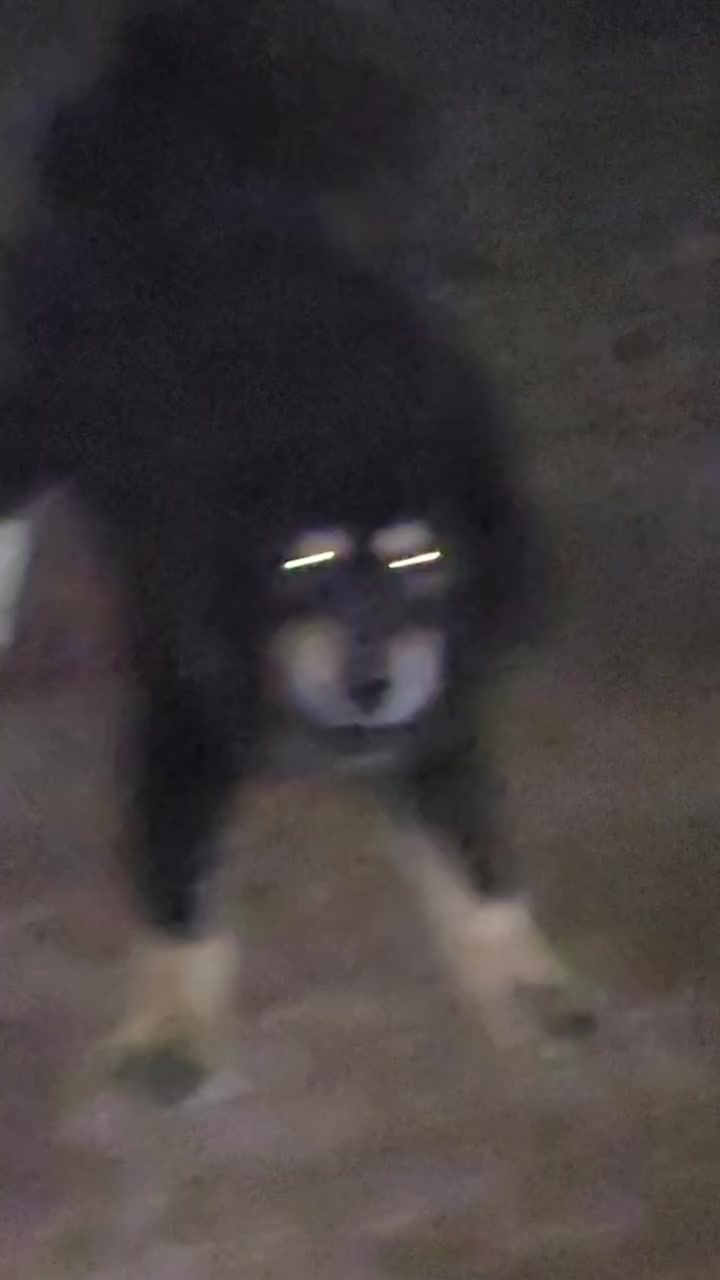 @Kashmiri_Bakrwal_Dog