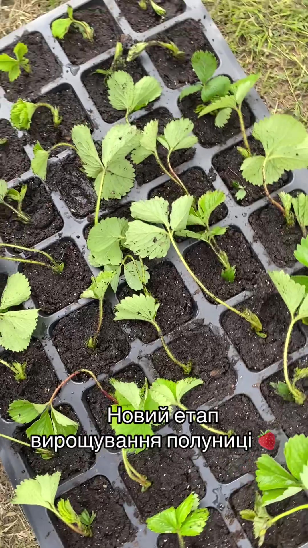@Дружина фермера