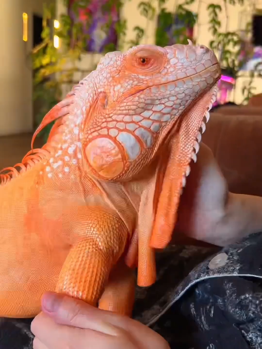 @coolczb