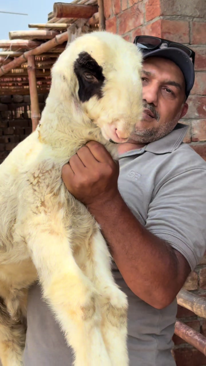 @Shiraz livestock