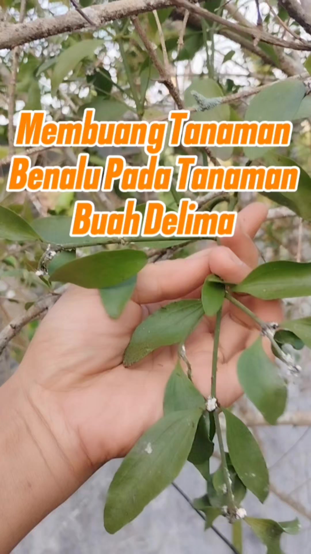 @Bukit Farming