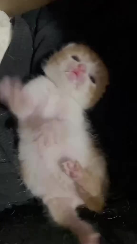 @catbosssss